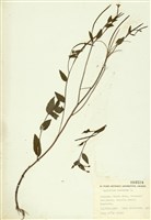 藏品(山地柳葉菜)的圖片